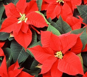 wilczomlecz-piekny-poinsecja-8222-gwiazda-betlejemska-8221-euphorbia-pulcherrima-_3582